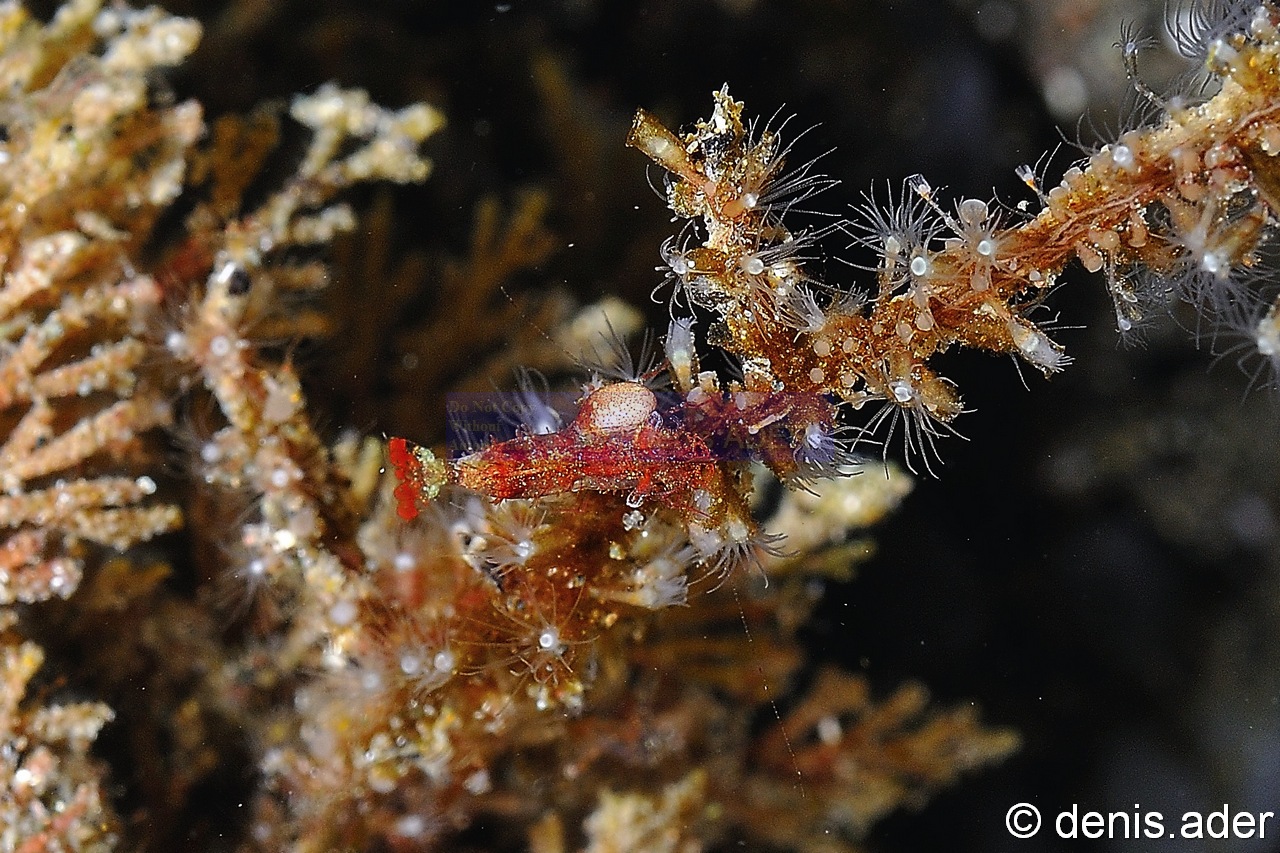 Hippolyte sp amphipod-Komodo Rino-8m-20160807nuit-Denis-ADER-DSC_0879_tn.jpg